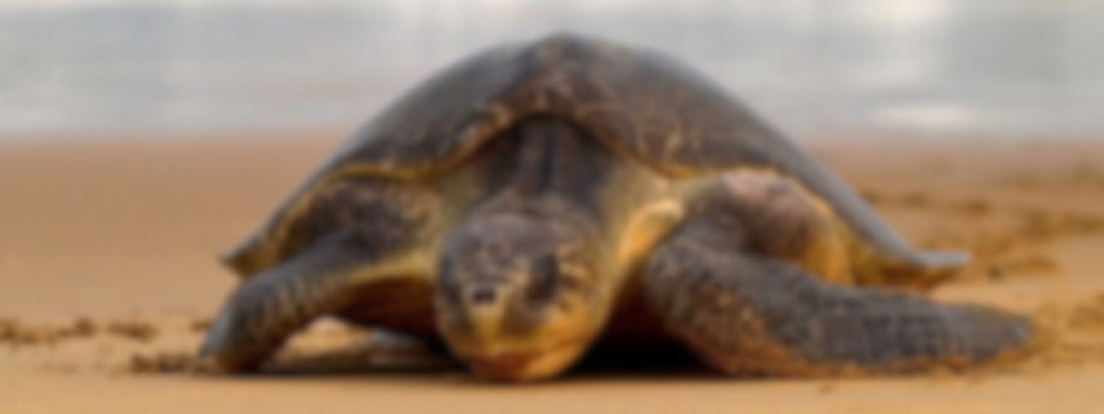 More dead sea turtles along Sri Lankan coastline